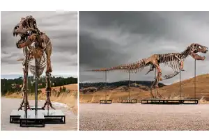 Polemik Lelang Fosil T-Rex Senilai Rp468 Miliar: Antara Nilai Sains dan Komoditas Koleksi