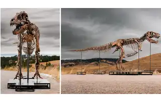Polemik Lelang Fosil T-Rex Senilai Rp468 Miliar: Antara Nilai Sains dan Komoditas Koleksi