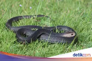 Niat Selamatkan Suami dari Gigitan Kobra, Sang Istri Justru Terpapar Racun Berbahaya