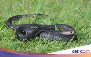 Niat Selamatkan Suami dari Gigitan Kobra, Sang Istri Justru Terpapar Racun Berbahaya