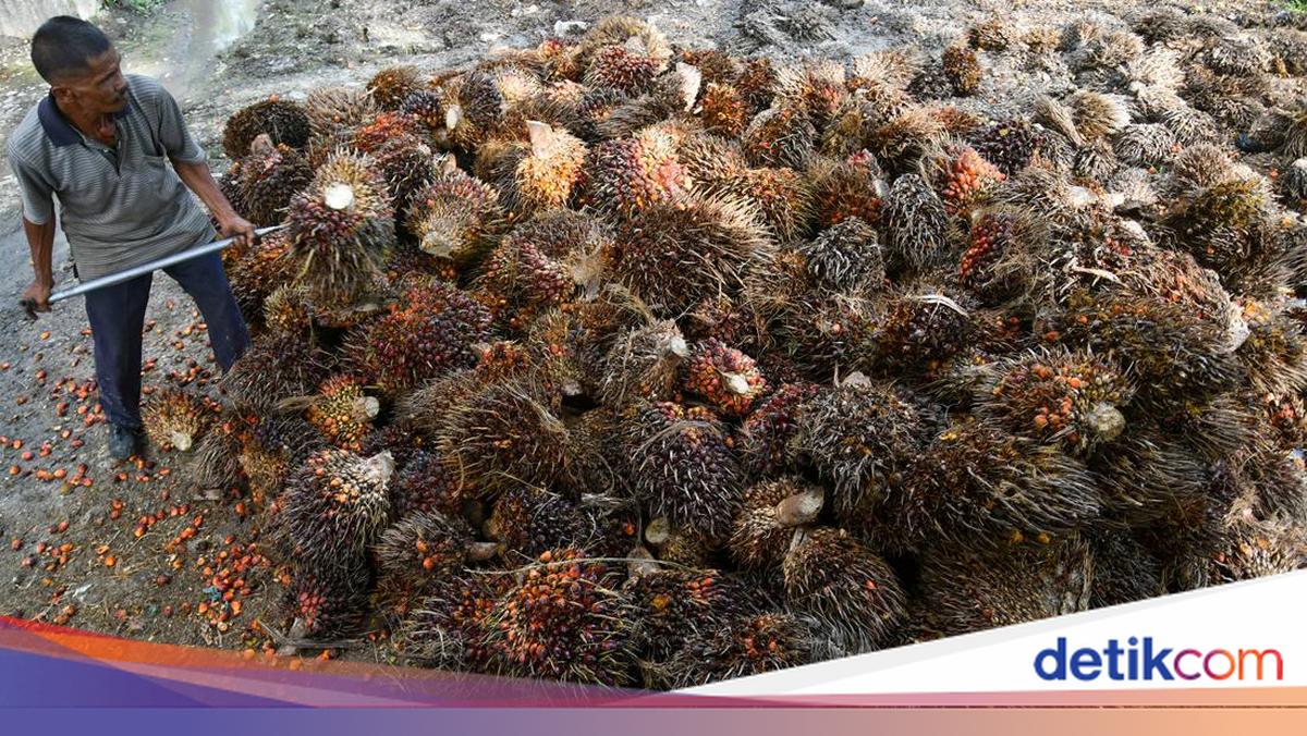 Dorong Kemandirian Pangan, Pemerintah Perkuat Peran Koperasi dalam Hilirisasi Sawit