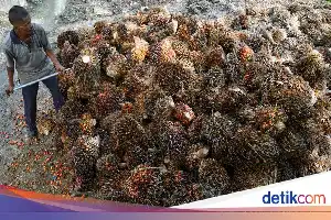 Dorong Kemandirian Pangan, Pemerintah Perkuat Peran Koperasi dalam Hilirisasi Sawit