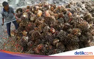 Dorong Kemandirian Pangan, Pemerintah Perkuat Peran Koperasi dalam Hilirisasi Sawit