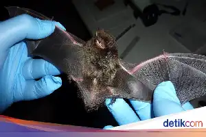 Tragedi Gigitan Kelelawar: Bahaya Tersembunyi Rabies pada Anak
