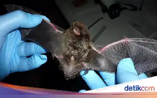 Tragedi Gigitan Kelelawar: Bahaya Tersembunyi Rabies pada Anak