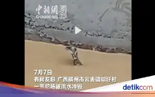 Bencana Topan di China: Ratusan Ular Lepas dari Penangkaran, Warga Diminta Waspada