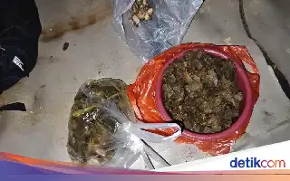 Kasus Perburuan Tapir di Mesuji, Polisi Amankan Sisa Daging yang Diolah Jadi Rica-rica