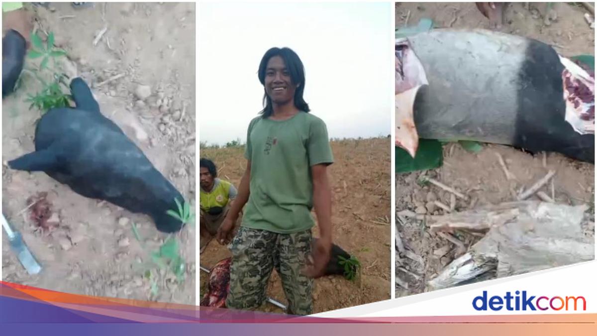Aksi Penyembelihan Tapir di Mesuji Picu Investigasi Penegak Hukum