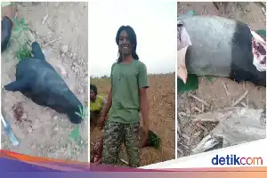 BKSDA Lampung Selidiki Kasus Mutilasi Tapir di Mesuji yang Viral di Media Sosial