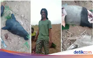 BKSDA Lampung Selidiki Kasus Mutilasi Tapir di Mesuji yang Viral di Media Sosial