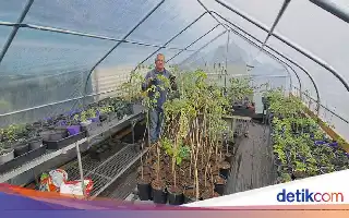 Polemik Larangan Konsumsi Daun Kelor di Australia Mengancam Kelangsungan Petani Lokal