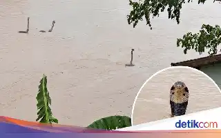 Banjir Bandang di China Lepaskan Ratusan Ular Berbisa ke Permukiman