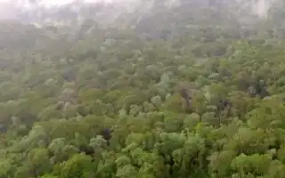Terapi Hutan: Solusi Alami Atasi Stres dan Tingkatkan Kesejahteraan Mental