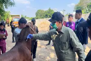 Pastikan Kesejahteraan Hewan Pekerja, Sudin KPKP Jakarta Barat Beri Layanan Kesehatan Kuda di Palmerah