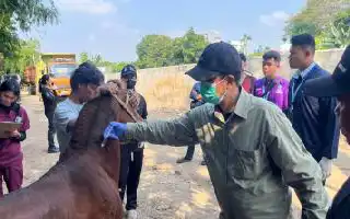 Pastikan Kesejahteraan Hewan Pekerja, Sudin KPKP Jakarta Barat Beri Layanan Kesehatan Kuda di Palmerah