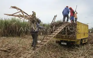 Pemerintah Perkuat Ekosistem Gula Nasional Lewat Konsolidasi Koperasi dan Penyerapan BUMN