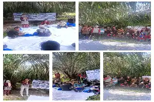 Inovasi Teknologi Polen ITP2I Hadir untuk Tingkatkan Produktivitas Sawit Petani Swadaya Pelalawan