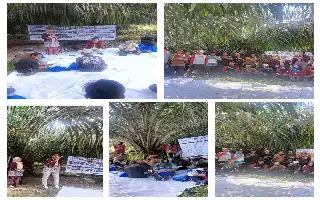 Inovasi Teknologi Polen ITP2I Hadir untuk Tingkatkan Produktivitas Sawit Petani Swadaya Pelalawan