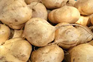 Kaya Nutrisi Tapi Perlu Batasan, Waspadai Dampak Konsumsi Bengkoang Berlebihan