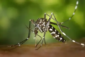 Indonesia dan Tiongkok Kembangkan Vaksin mRNA Dengue Pertama di Dunia