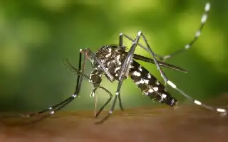 Indonesia dan Tiongkok Kembangkan Vaksin mRNA Dengue Pertama di Dunia