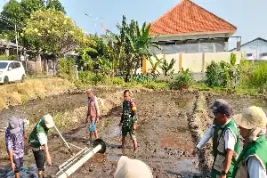 Genjot Ketahanan Pangan, Kelompok Tani di Pandaan Terapkan Teknologi PMAAS untuk Percepatan Tanam