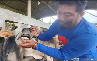 Cegah Sebaran PMK, Pemkot Padang Alokasikan 700 Dosis Vaksin Gratis untuk Ternak