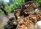 Integrasi AI dan Citra Satelit, IPB University Kembangkan Sistem Deteksi Dini Nutrisi Kelapa Sawit