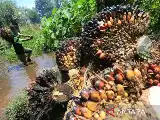 IPB University Kembangkan Deteksi Dini Nutrisi Kelapa Sawit Berbasis AI dan Satelit