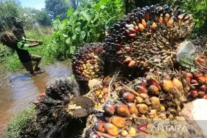 IPB University Kembangkan Deteksi Dini Nutrisi Kelapa Sawit Berbasis AI dan Satelit