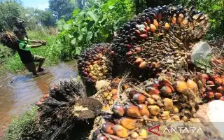 IPB University Kembangkan Deteksi Dini Nutrisi Kelapa Sawit Berbasis AI dan Satelit