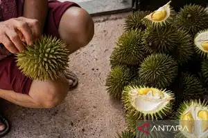 Cegah Erosi dan Dongkrak Ekonomi, Kaltim Gencarkan Sistem Agroforestri Budidaya Durian Kelinjau