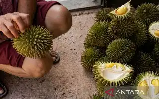 Cegah Erosi dan Dongkrak Ekonomi, Kaltim Gencarkan Sistem Agroforestri Budidaya Durian Kelinjau