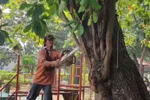 Antisipasi Pohon Tumbang, Dinas Perkim Cilegon Periksa Kesehatan Tanaman di Ruang Terbuka Hijau