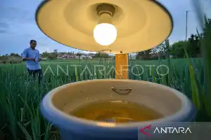 Modernisasi Pertanian Solok: Petani Bawang Alahan Panjang Gunakan Teknologi Listrik untuk Tekan Hama