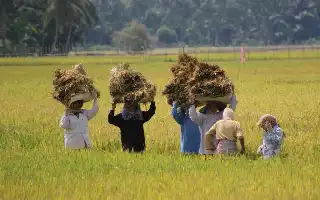 Akselerasi Swasembada Pangan Nasional Melalui Integrasi Teknologi Pertanian Modern