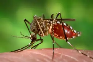 Waspada Ancaman Penyakit Musiman saat Puncak Kemarau