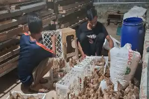 Mandiri Ekonomi, Warga RT 01 Sialangmunggu Pekanbaru Kembangkan Budidaya Puyuh di Lahan Kosong