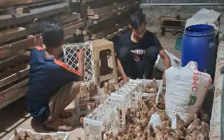 Mandiri Ekonomi, Warga RT 01 Sialangmunggu Pekanbaru Kembangkan Budidaya Puyuh di Lahan Kosong