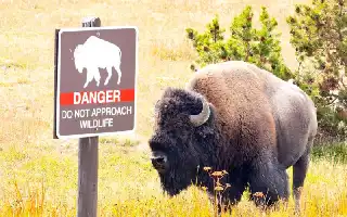 Remaja 12 Tahun Diserang Bison Saat Berkunjung ke Yellowstone