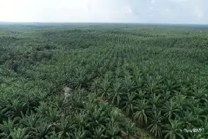 Pantau Kesehatan Kelapa Sawit, IPB University dan Dabeeo Hadirkan Teknologi AI Berbasis Satelit
