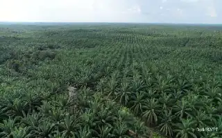 Pantau Kesehatan Kelapa Sawit, IPB University dan Dabeeo Hadirkan Teknologi AI Berbasis Satelit
