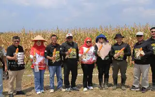 Terapkan Teknologi Modern, Petani Gen Z di Tanjungpinang Sukses Panen Raya Puluhan Ton Jagung