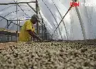 Strategi TFCA-Sumatra Bangun Rantai Bisnis Kopi Konservasi Berkelanjutan demi Lindungi Hutan