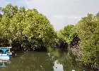 Potensi Mangrove Indonesia: Membidik Pasar Karbon Global untuk Ekonomi Hijau Berkelanjutan