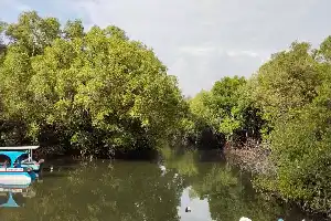 Potensi Mangrove Indonesia: Membidik Pasar Karbon Global untuk Ekonomi Hijau Berkelanjutan