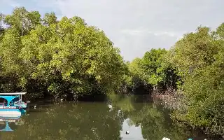 Potensi Mangrove Indonesia: Membidik Pasar Karbon Global untuk Ekonomi Hijau Berkelanjutan