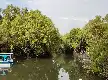 Potensi Mangrove Indonesia: Membidik Pasar Karbon Global untuk Ekonomi Hijau Berkelanjutan