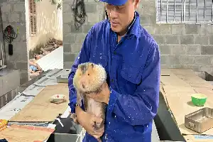 Temuan Paparan Hantavirus pada Peternak Satwa Liar Vietnam Jadi Alarm bagi Indonesia