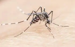 Mengapa Anak-Anak Lebih Rentan Mengalami Komplikasi Malaria Berat?